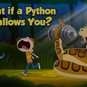What If A Python Swallows You How Do Pythons Digest Their Food The Dr Binocs Show
