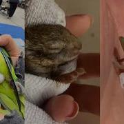 Adoption And Love Lovestory Love Animals Pets Rescue Cute Wildlife Funny Rescueefforts