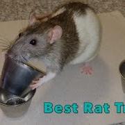 Shadow The Rat Best Rat Tricks Compilation
