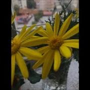 Sezen Aksu Kaybolan Yıllar Elif Cover