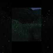 Fireflies How Long Has It Been Since You Ve Seen A Firefly
