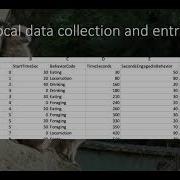 Field Lab 2 Focal Versus Scan Sampling
