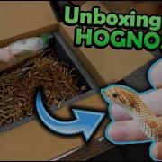 Unboxing New Hognose Snakes New Morph Projects