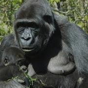 Gorilla Life Cycle Uncovered From Playful Infants To Dominant Silverbacks