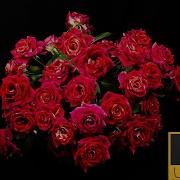 Red Roses Arrangement 4K Time Lapse Satisfying Blooming Flowers Time Lapse