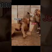 Python Vs Java Coding Status Shorts Java Python Trending