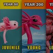 Dualotl Life Growth Stages Explained