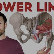 How To Remember Every Muscle Of The Lower Limb And Leg Corporis