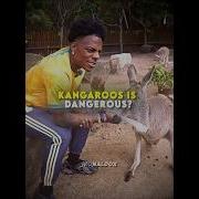 IShowSpeed Learns About Kangaroo Strength Ishowspeed Kangaroo Edit