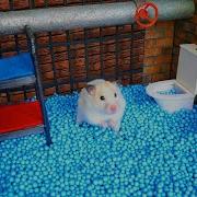 Hamster Maze Great Escape