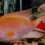 My Red Devil Cichlid 2 Years Of Growth In A 125 Gallon Tank