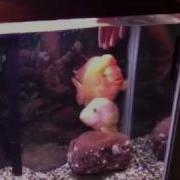 Red Devil Pair