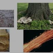 TreeKeepers Session 6 Pests And Diseases