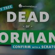 Is My Tree ALIVE Or DYING Performing A Scratch Test