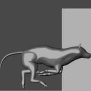 Running Wolf Animation Model