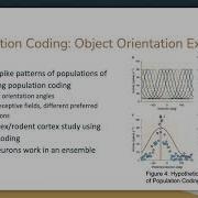 Population Coding Presentation Final