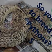 So You Want To Breed Ball Pythons Part 5