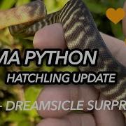 Woma Python Hatchling Update Surprise Dreamsicle Ball Python Clutch