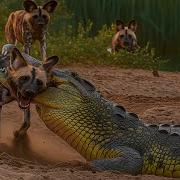 African Wildlife When The Hunter Becomes The Prey Nature Animal Documentary