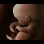 The Process Of Fertilization And The Formation Of Human Flv YouTube Mpeg1video