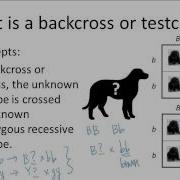 9 3 1 Backcross Or Testcross