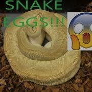 My Snake Laid Eggs What Now BALL PYTHONS