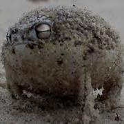 KUL Frog A Tiny Angry Squeaking Frog Super Cute Animals BBC