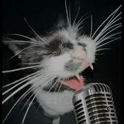 Cat Singing Careless Whisper MEOW Version Full Song