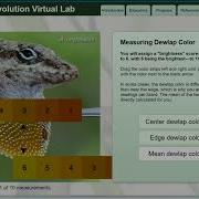 Anole Dewlap Lab