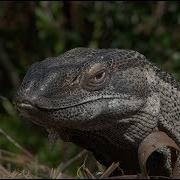 Monitor Plunders Alligator Nest 03