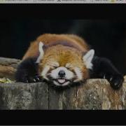 233W AnimalFlicker