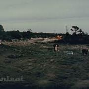 Cow Vs Underground Nuclear Test