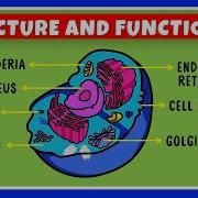 Structure And Function Of A Cell Cell Organelles Biology