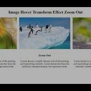 Zoom Out Image Hover Transform Effect Using Only HTML And CSS SFC