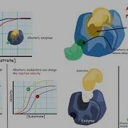 Allosteric Regulation Of Enzymes Introduction
