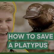 Platypus SAVED From Certain Death By Robert Irwin Crikey It S The Irwins