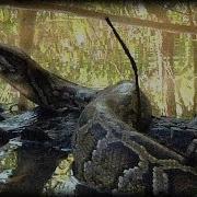 Alligator Attacks Python 09 Music