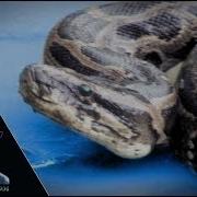 Aggressive Pythons 07 Footage