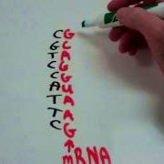Decoding The Genetic Code From DNA To MRNA To TRNA To Amino Acid