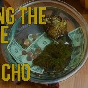 How To Use Rose Of Jericho Rosa De Jericó For Spiritual Work Spells