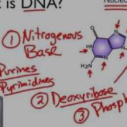 What Is DNA