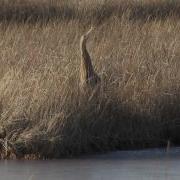 The American Bittern