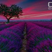 True To Life Colors In 4K HDR 60FPS Dolby Vision Demo