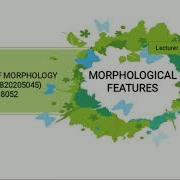 DELFINA 1820205045 FINAL EXAM OF MORPHOLOGY