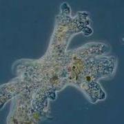 Amoeba In Motion