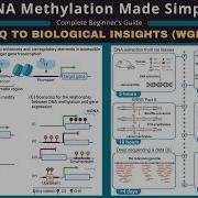 Учебное пособие по анализу метилирования ДНК WGBS и RRBS для абсолютных новичков
