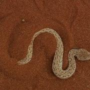 Terrifying The Venomous Sidewinder Snake Slithers At 18 MPH