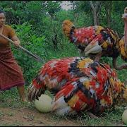 Women Catch Ostrich Egg And Chicken In Forest Fried Ostrich With Chili For Dog Eating Delicious 4K