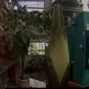 Perry The Corpse Flower Growth May 14 31 2016