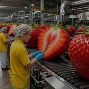 How They Harvest Strawberries For Sweet Strawberry Jam Inside Strawberry Jam Factory Full Process